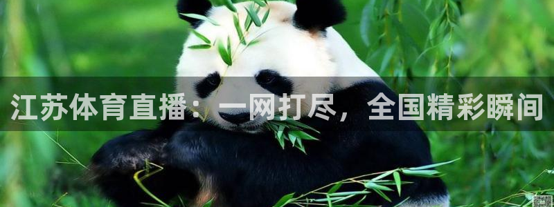 河豚体育直播网：江苏体育直播：一网打尽，全国精彩瞬间